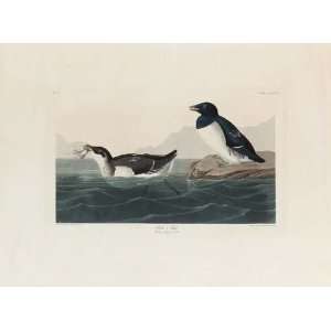   canvas   Robert Havell   24 x 18 inches   Little Auk