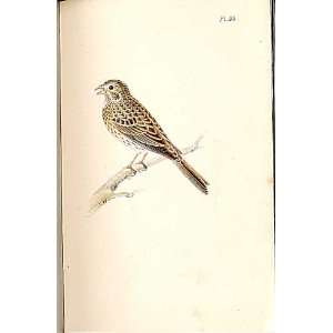  Lark Bunting Meyer H/C Birds 1842 50
