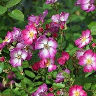 OSO EASY Happy Smoothie Rose   THORNLESS   DISEASE RESISTANT   Proven 