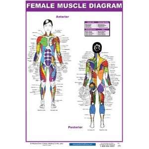  Female Muscle Diagram Poster