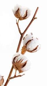 Cotton Boll (3 bolls)   White Raw Cotton Plant Bolls for Crafts 