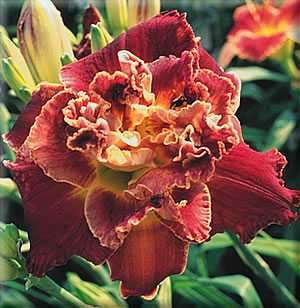 ROOT BEER TRUFFLE   DF L3E   Kirchhoff, D 2001 DAYLILY  