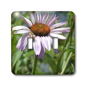    Sweet Summer Flower  Bees  Floral Photography  Echinacea   Light 