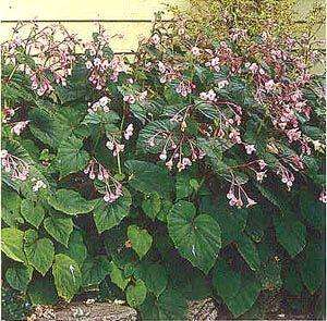 begonia hardy grandis seeds perennial approx 25 seeds per package