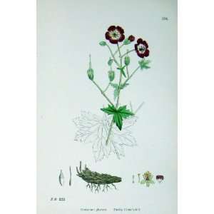 Botany Plants C1902 Dusky CraneS Bill Geranium Flowers 