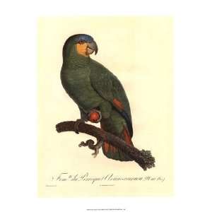  Barraband Parrot, PL 110 by Jacques Barraband 13x19 