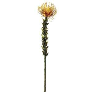  27 Protea Spray Gold Yellow (Pack of 12) Patio, Lawn 