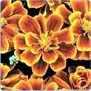 Durango Flame Marigold 25 Flower Seeds  