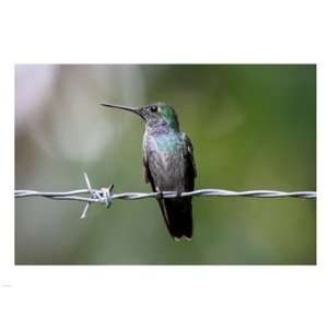  Blue Chested Hummingbird Poster (24.00 x 18.00)