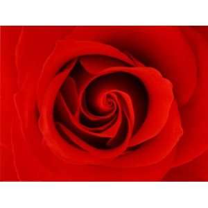  Rose by Tony Stromberg 32x24