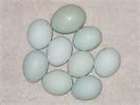 fertile eggs  