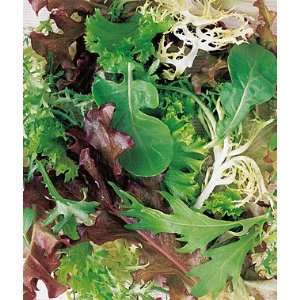  Mesclun, Spicy Mix 1 Pkt. (1500 Seeds) Patio, Lawn 