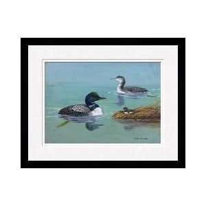  Three Loons At Different Life Stages Framed Giclee Print 