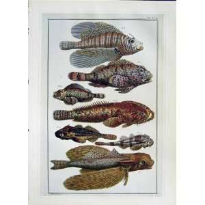   Fish Flying Gurnard Natural History Dance Swinney