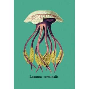  Jellyfish Leonura Terminalis 12x18 Giclee on canvas