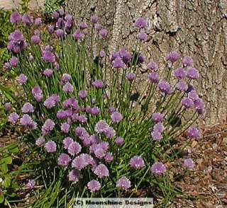 Chives Purly above in Mid Summer bloom. Round leaves and purple 