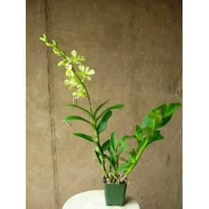   Potted Dendrobium Orchid (w/a single spray bearing approx. 8 blooms