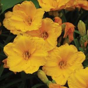  Hemerocallis Siloam Nugget Patio, Lawn & Garden