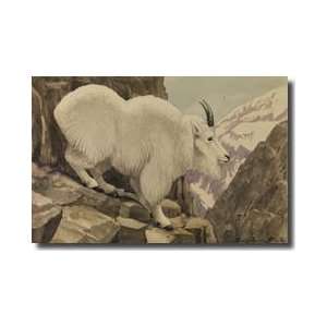 Rocky Mountain Goat Standing On A Rocky Cliff Ledge Giclee Print 