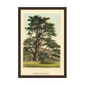  Cedar of LeBanon 12x18 Giclee on canvas