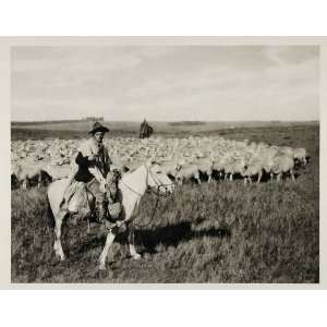  1931 Gaucho Horse Cowboy Sheep Herd Pampas Argentina 