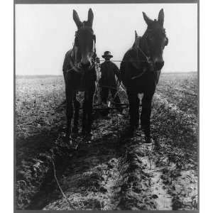    Macon county, Ga,1940. Plowing cotton field