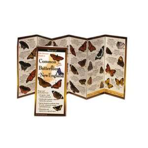     Common Butterflies New England   62 Species 