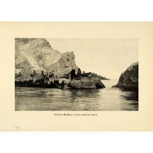  1906 Print Sea Lion Rookery Breeding Santa Catalina Island 