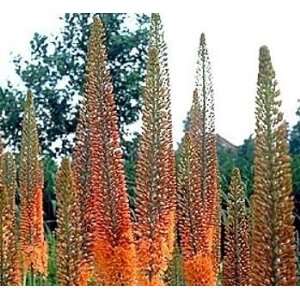  Cleopatra Foxtail Lily 1 Root Patio, Lawn & Garden