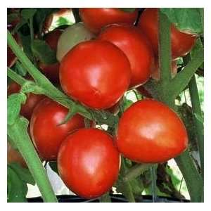  Bellstar Tomato   20 Seeds   Early Plum Patio, Lawn 