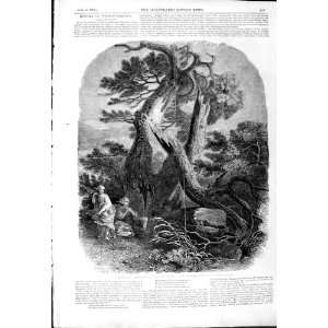  1844 Wood Engraving Scene Death Children Tree Wilson