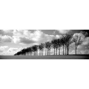  Somme Treeline    Print