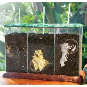    Educational Insights See Through Compost Container