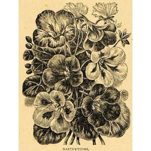  1895 Print Nasturtium Microphyllum Flowers Art   Original 