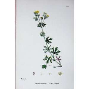 Botany Plants C1902 Hoary Cinquefoil Potentilla Colour  