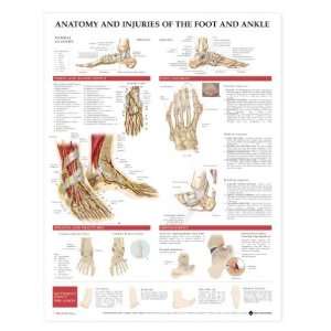 Anatomy and Injuries of the Foot and Ankle Anatomical Chart  