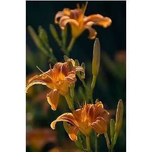  Day lilies