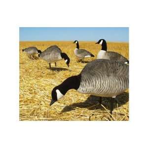 Avery 71636 FFD Elite Canada Full Body Goose Decoys with RMB & 6 Slot 