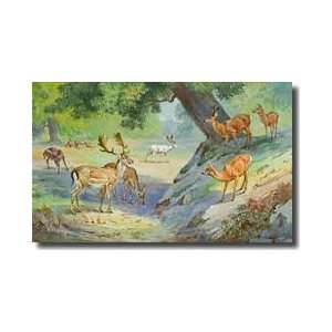 Fallow And Roe Deer In An English Park Giclee Print 
