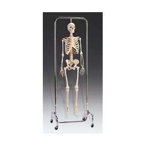 Deluxe Skeleton Reproduction  Industrial & Scientific