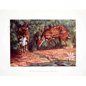  1906 Color Print Water Chevrotain Fanged Deer Liberia Africa 