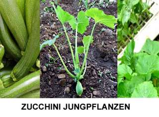 GEMÜSE ZUCCHINI JUNGPFLANZEN NUTZGARTEN in Bremen   Gröpelingen 