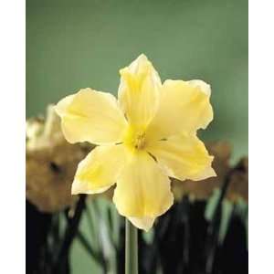  Narcissus Cassata   50 per Box   DNII