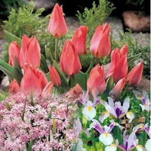   Pink Garden   50 Bulbs  Tulips/Iris/Alliums Patio, Lawn & Garden