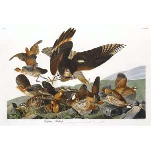 Audubons Birds of America 076 Virginian Partridge (Limited Edition 