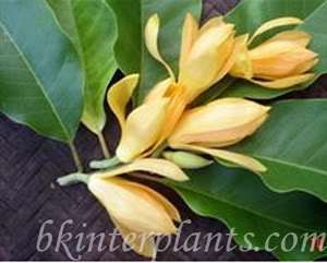 Magnolia COCO (Lour.) DC. Fragrant Flower&Nice Plant^^  