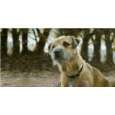 Border Terrier   In The Woods   Grußkarte   Slimline von Otter House 
