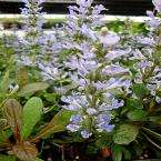 OnlinePlantCenter Chocolate Chip Bugleweed Plant