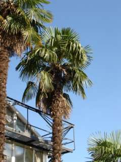Die Hanfpalme Isteine sehr robuste Palme, die dort beheimatet ist 