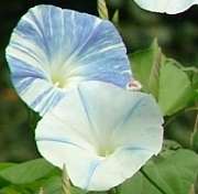 flying saucers ipomoea tricolor if you love morning glories then